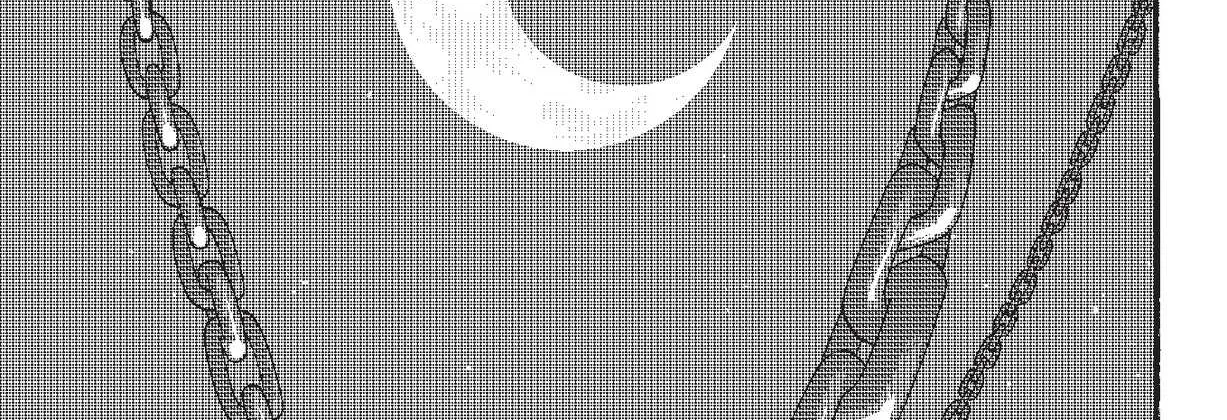 Radiant Zinmanga X Chapter 8 Page 34