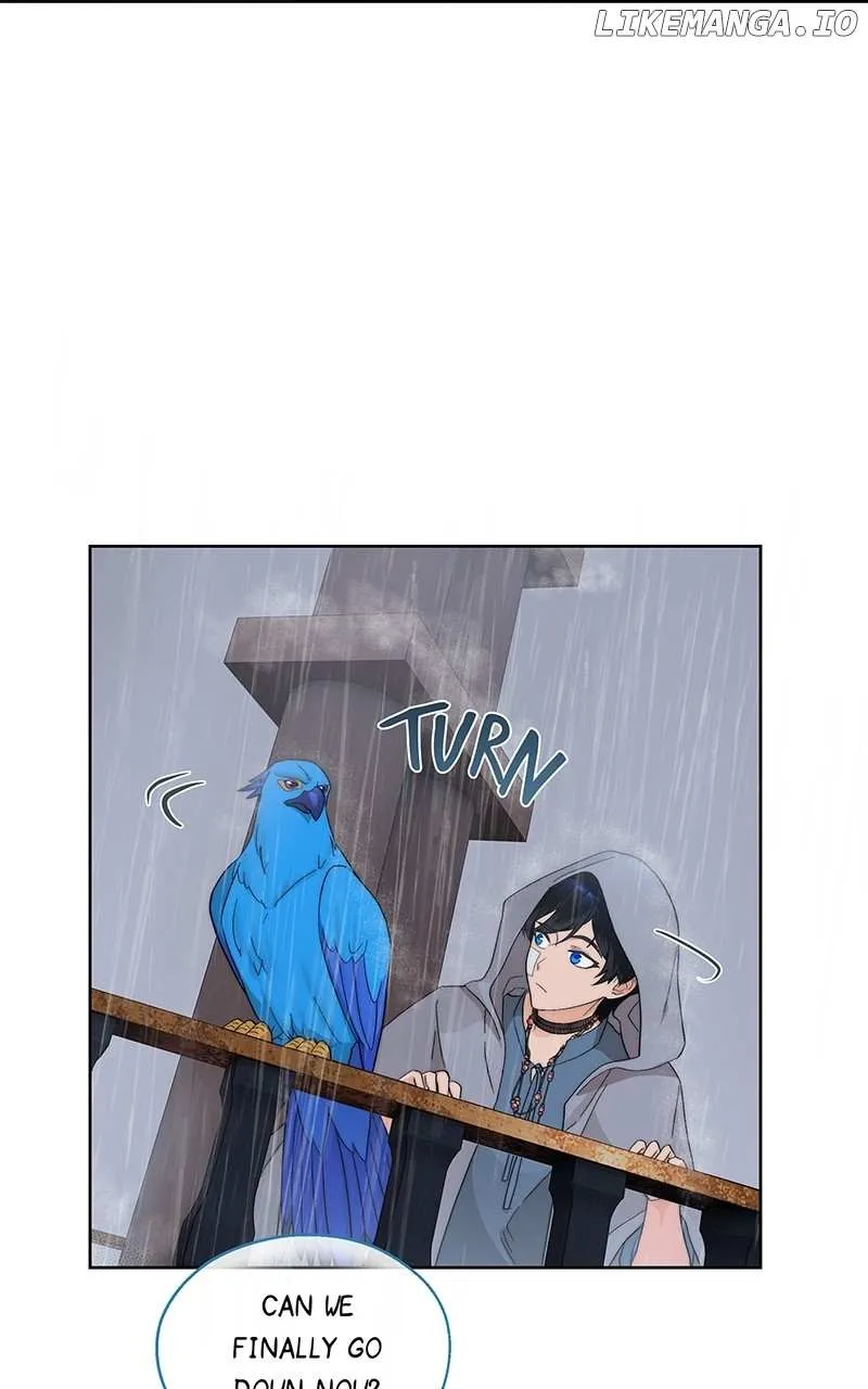 Seabird and the Wolf Zinmanga X Chapter 13 Page 43